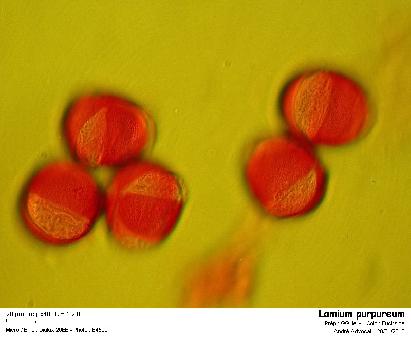 Lamium purpureum L. #29906