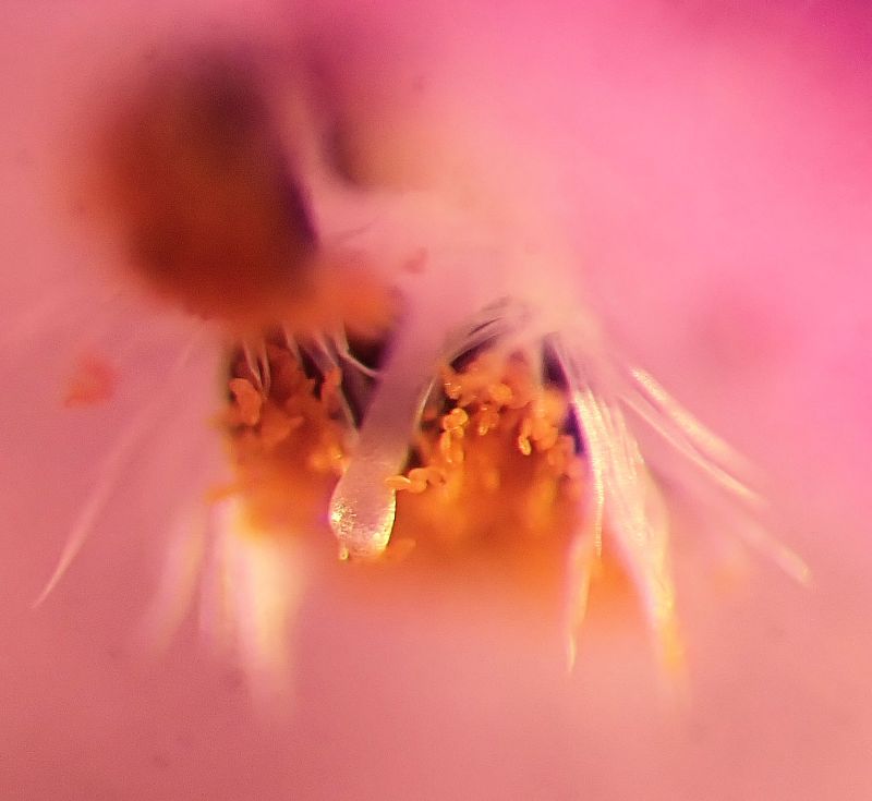 Lamium purpureum-Lamier pourpre #66233