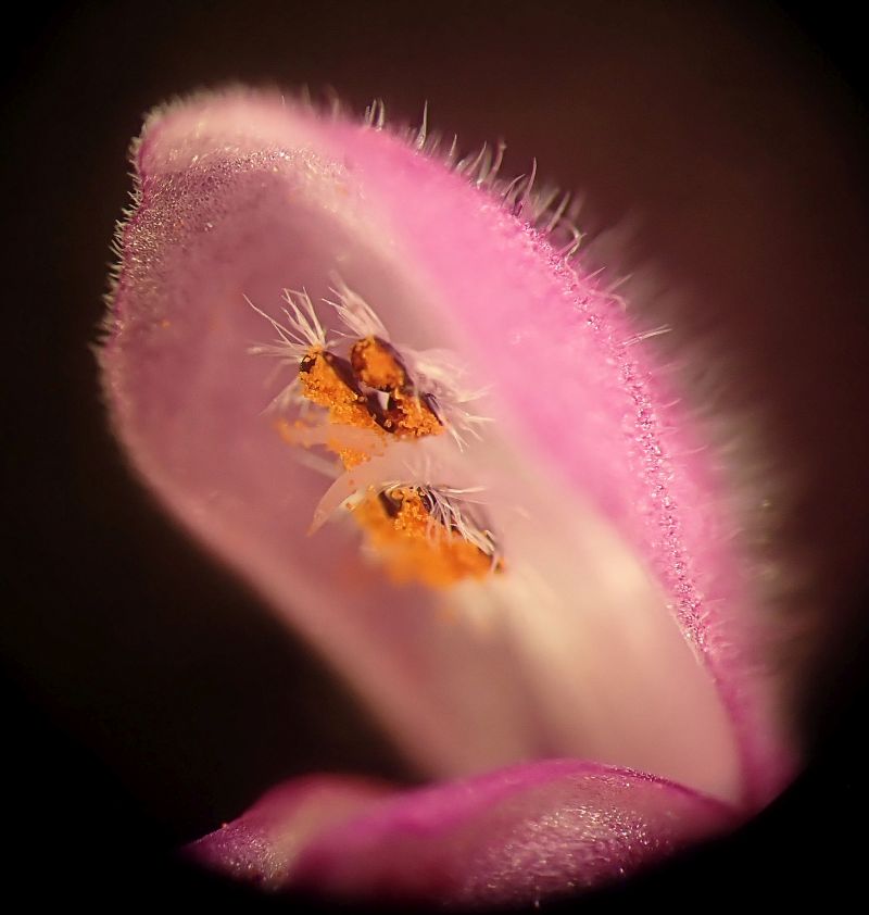 Lamium purpureum-Lamier pourpre #66229