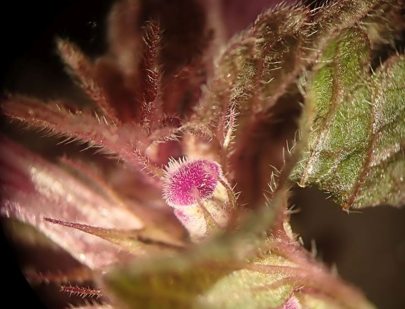 Lamium purpureum-Lamier pourpre #66228