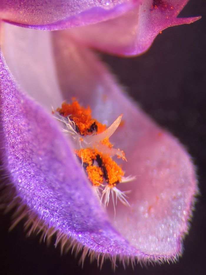 Lamium purpureum-Lamier pourpre #66232