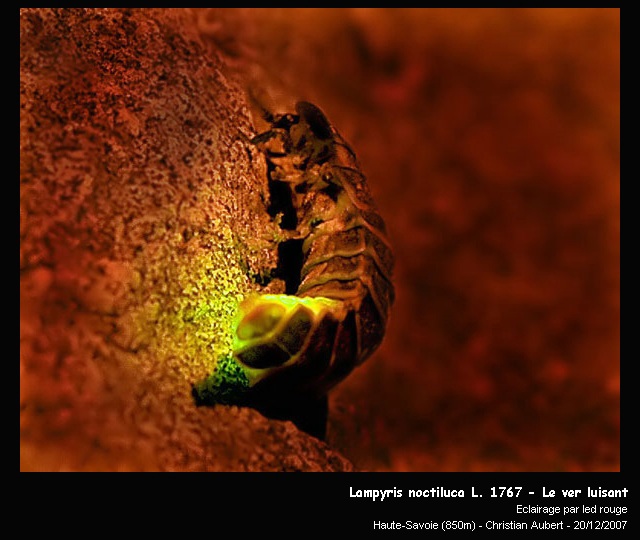 Lampyris noctiluca L. 1767 – Le ver luisant #1486