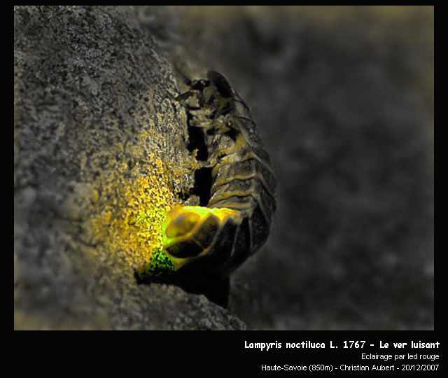 Lampyris noctiluca L. 1767 – Le ver luisant #1612