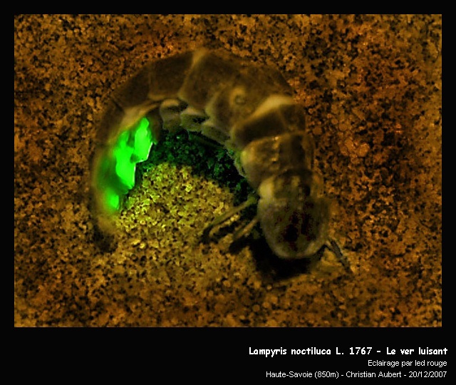 Lampyris noctiluca L. 1767 – Le ver luisant #1487