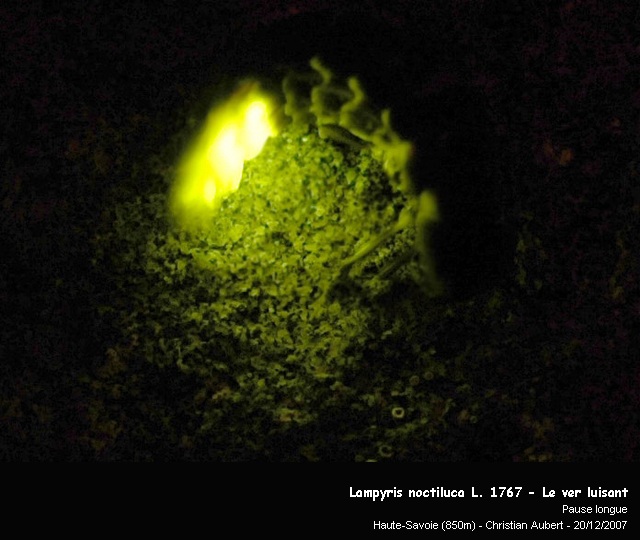 Lampyris noctiluca L. 1767 – Le ver luisant #1485