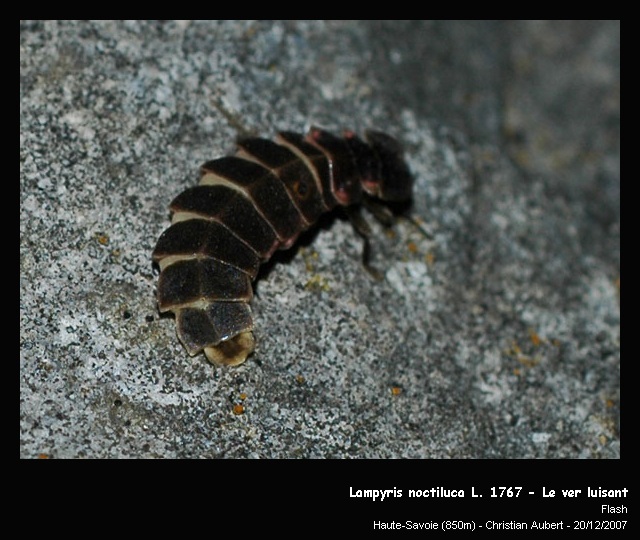 Lampyris noctiluca L. 1767 – Le ver luisant #1488