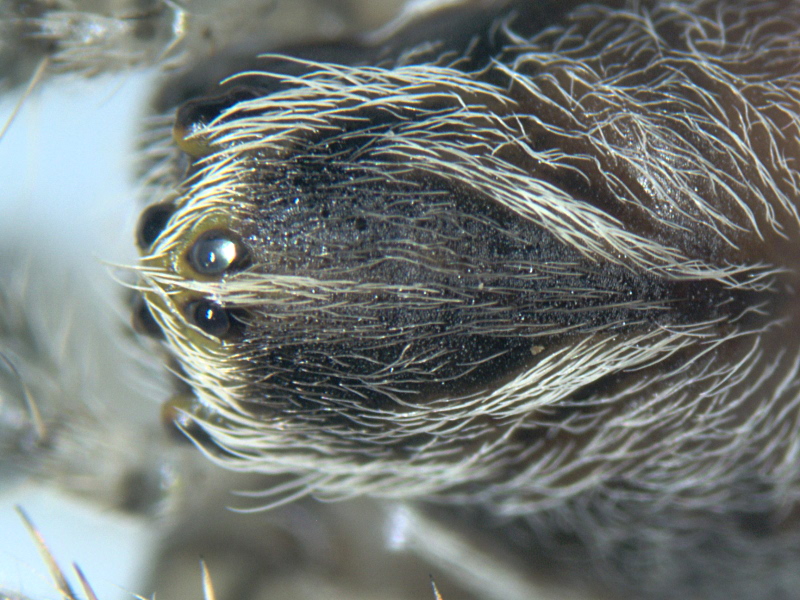 Larinioides sclopetarius (Clerck) - Araneidae #6544