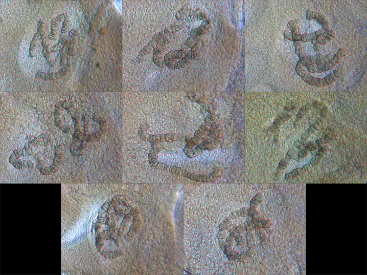 Larve de Chironome, Chromosomes géants de glande salivaire. #382