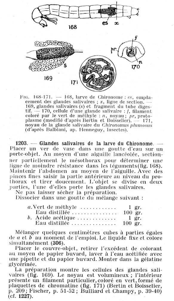 Larve de Chironome, Chromosomes géants de glande salivaire. #379
