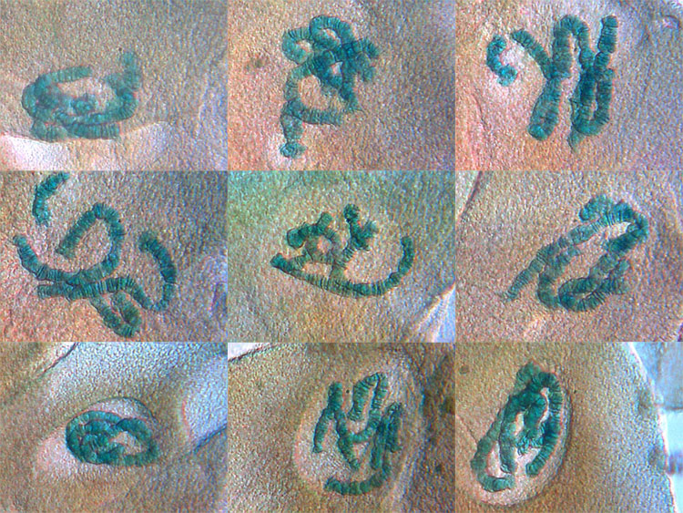 Larve de Chironome, Chromosomes géants de glande salivaire. #383