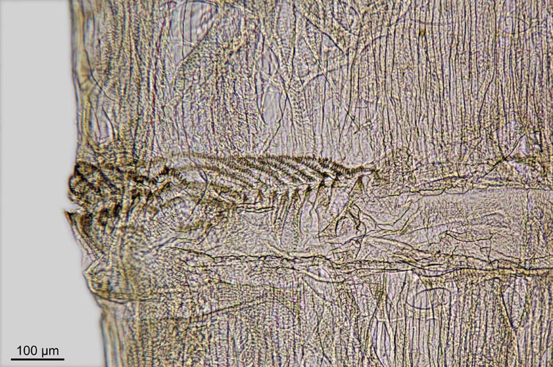 larve marine de Dolichopodidae Aphrosylus sp. ? #42554