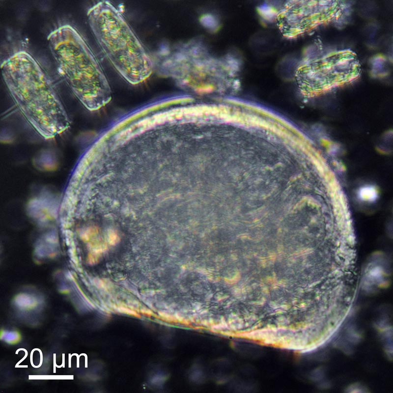 Larve véligère planctonique de mollusque bivalve #37003