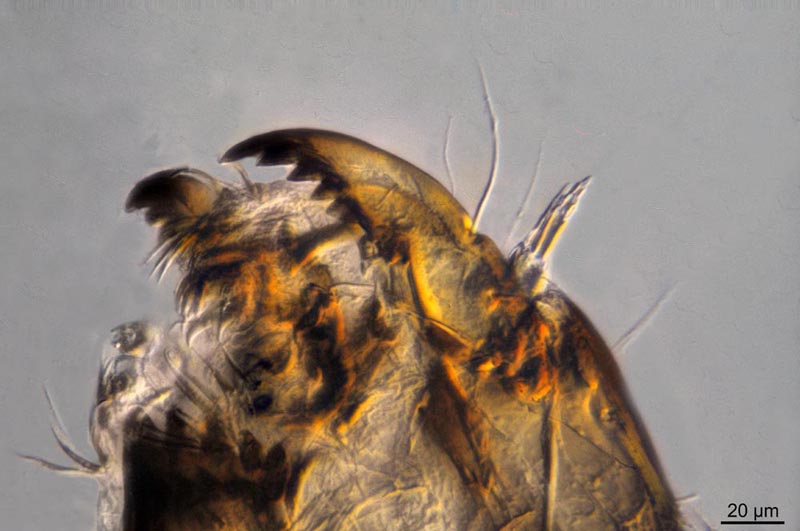 Larves de Chironomidae marin #42540