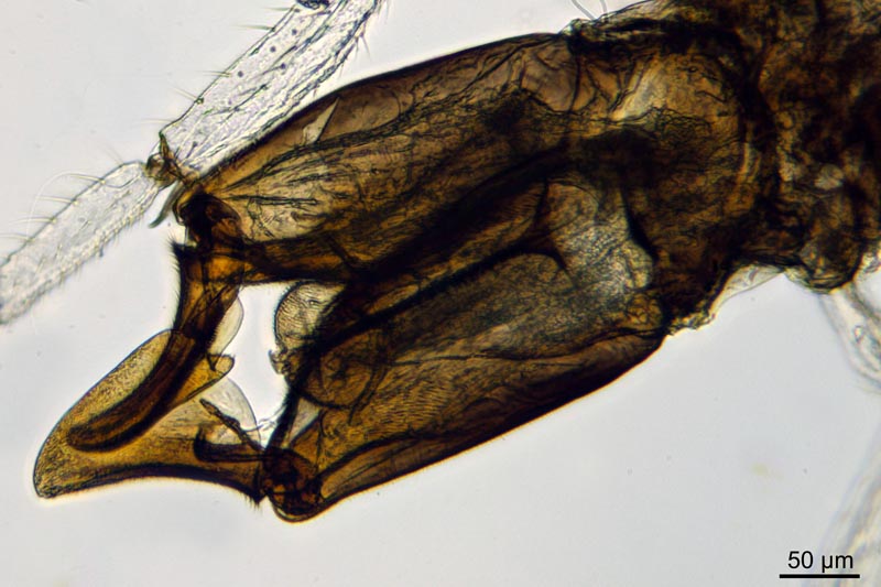 Larves de Chironomidae marin #44827