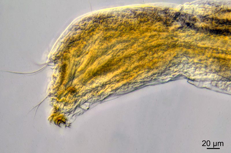 Larves de Chironomidae marin #38522
