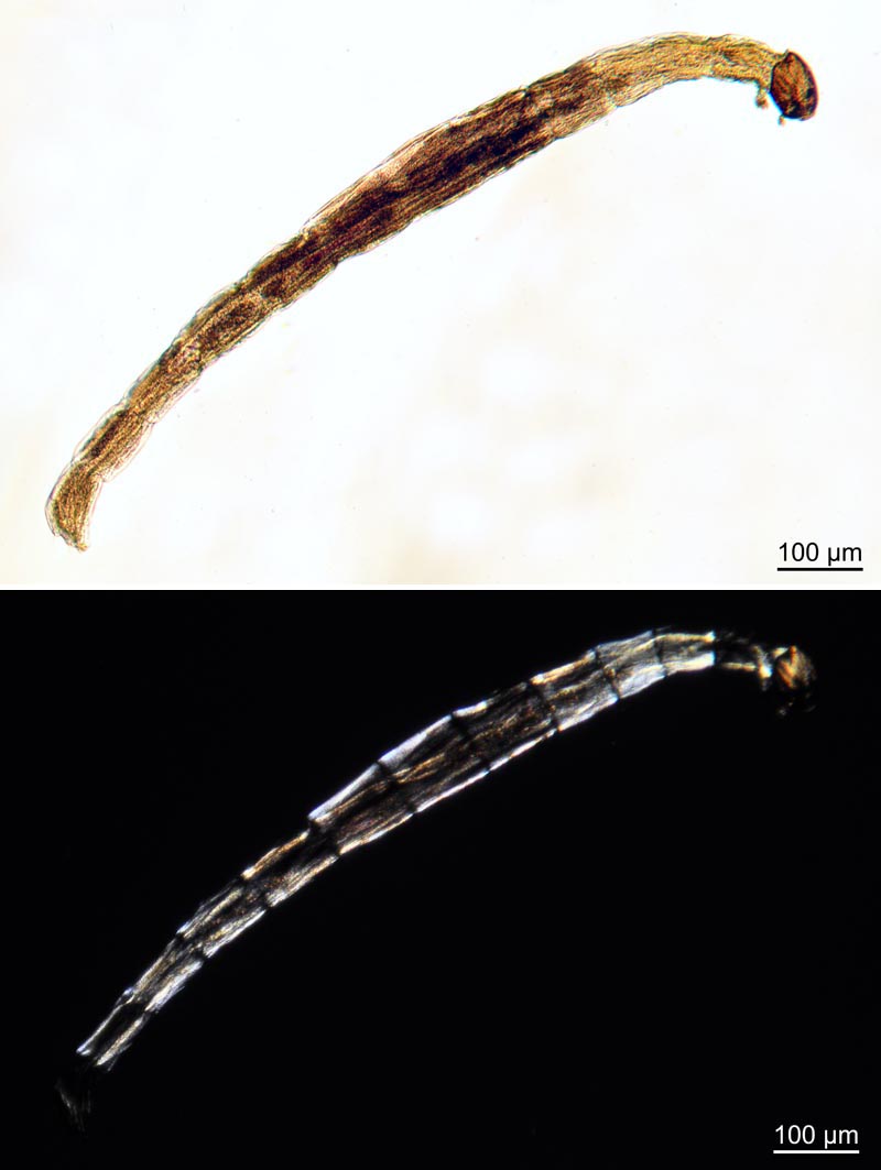 Larves de Chironomidae marin #38519