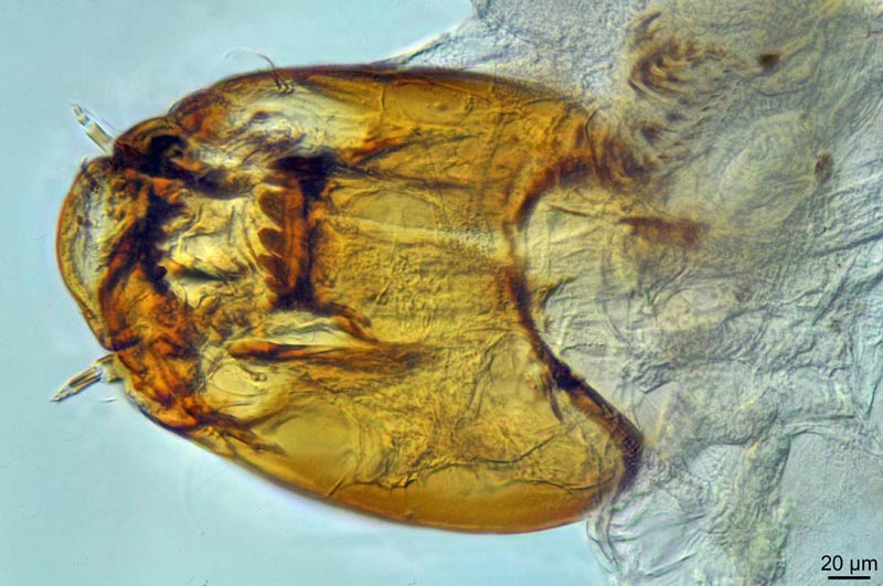 Larves de Chironomidae marin #42539