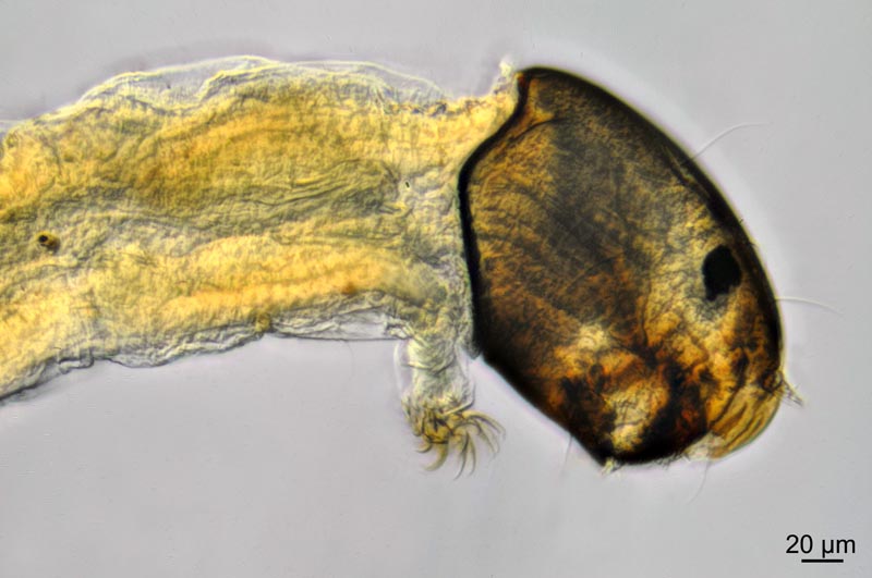 Larves de Chironomidae marin #38520