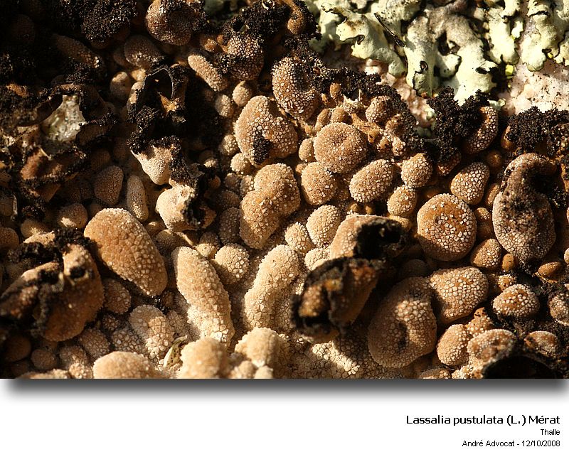 Lasallia pustulata (L.) Mérat #6199