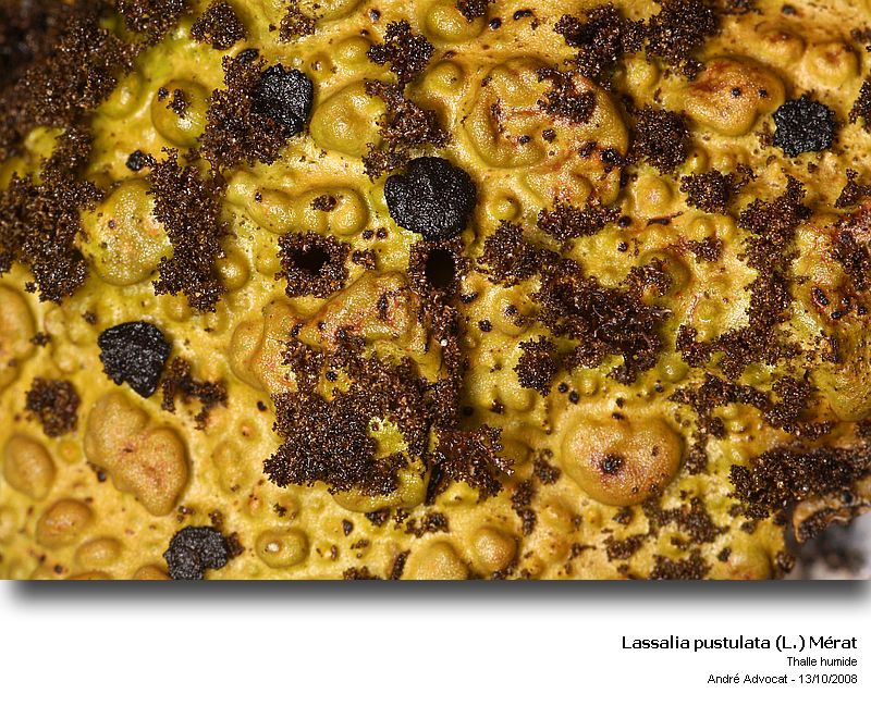 Lasallia pustulata (L.) Mérat #6201