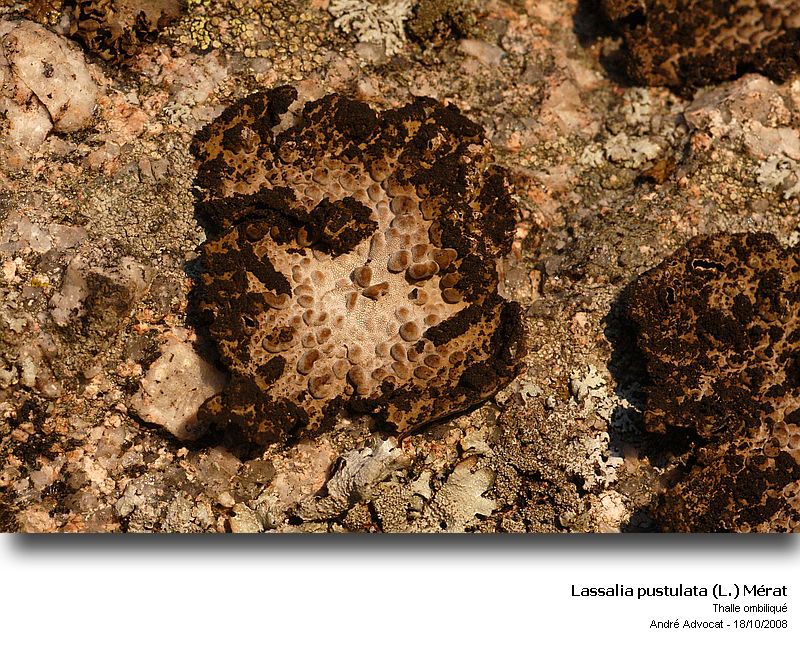 Lasallia pustulata (L.) Mérat #6200