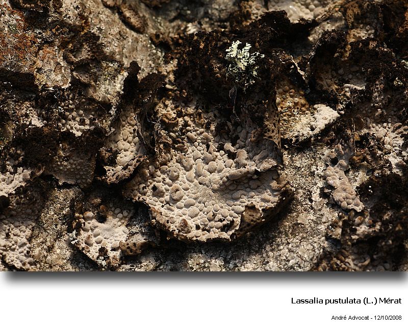 Lasallia pustulata (L.) Mérat #6198