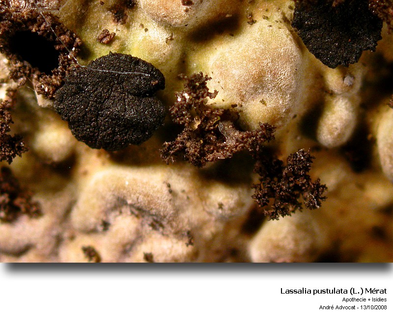 Lasallia pustulata (L.) Mérat #6231