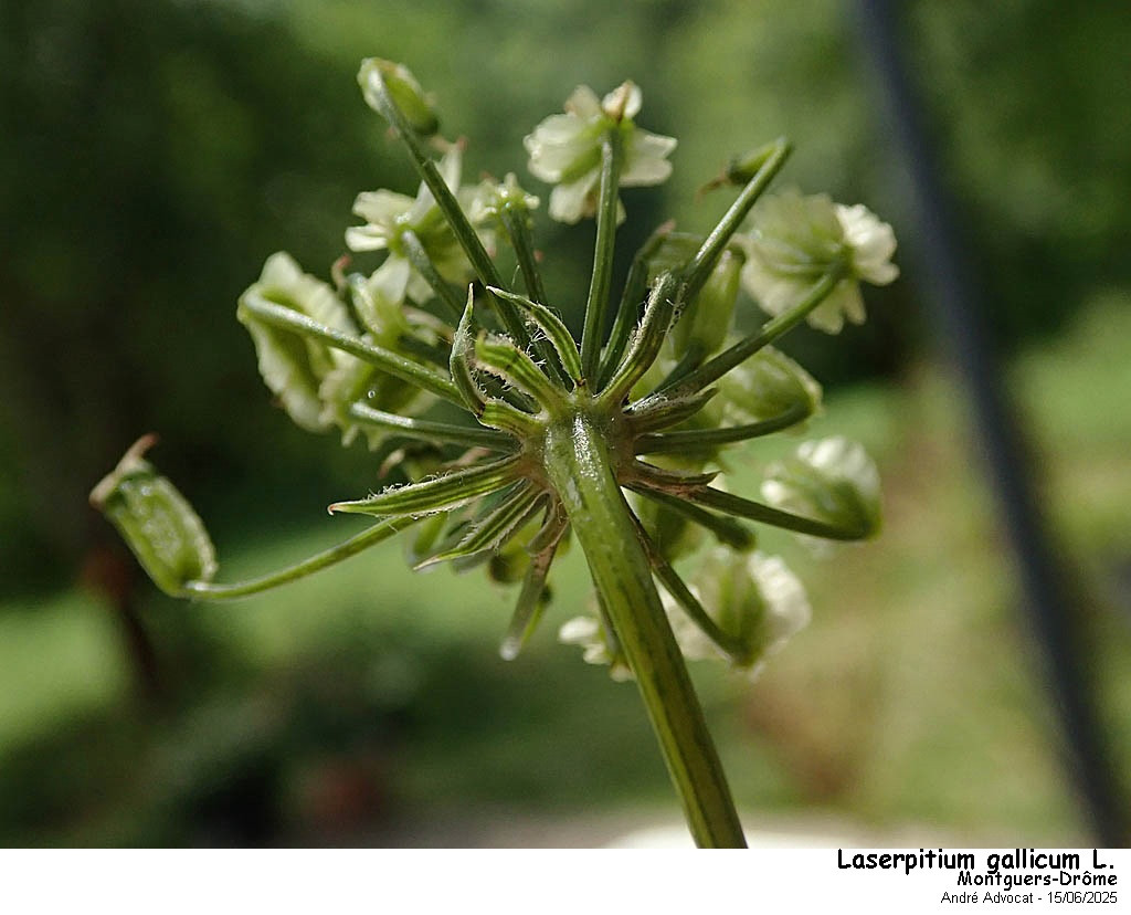 Laserpitium gallicum L.subsp.gallicum #82588