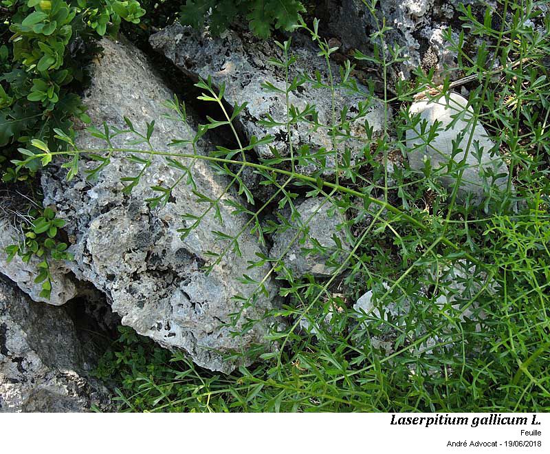 Laserpitium gallicum L.subsp.gallicum #56081