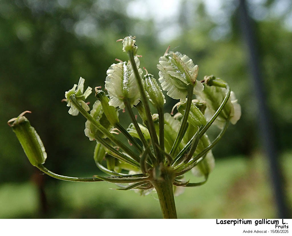 Laserpitium gallicum L.subsp.gallicum #82587