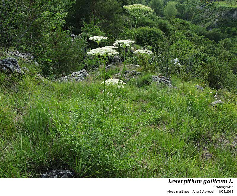 Laserpitium gallicum L.subsp.gallicum #56078