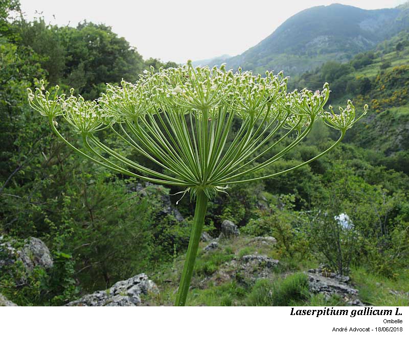 Laserpitium gallicum L.subsp.gallicum #56080