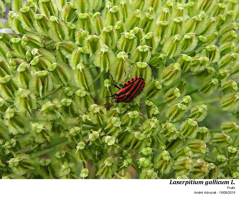 Laserpitium gallicum L.subsp.gallicum #56082