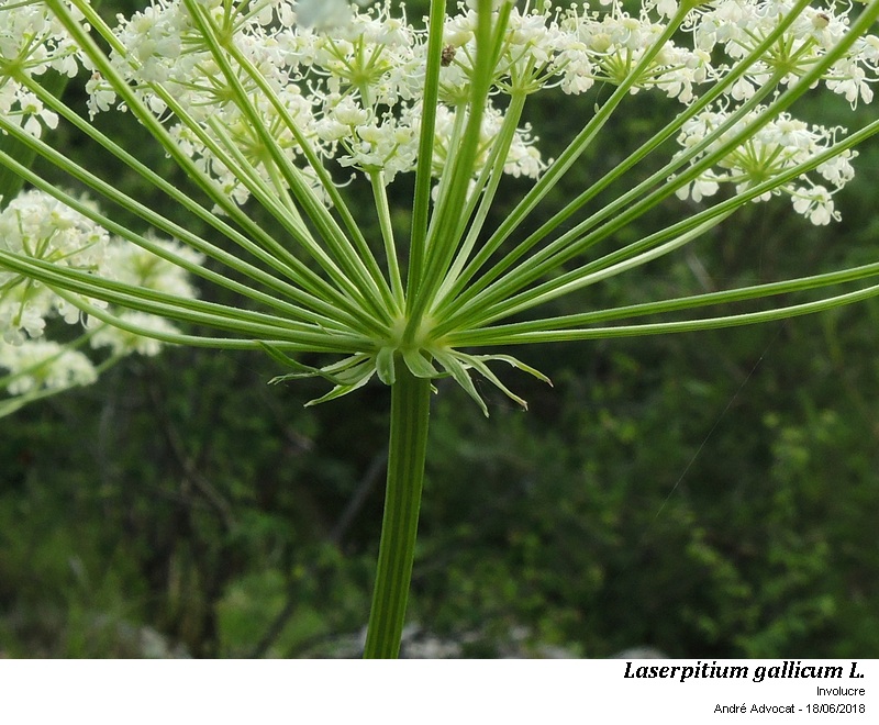 Laserpitium gallicum L.subsp.gallicum #56079
