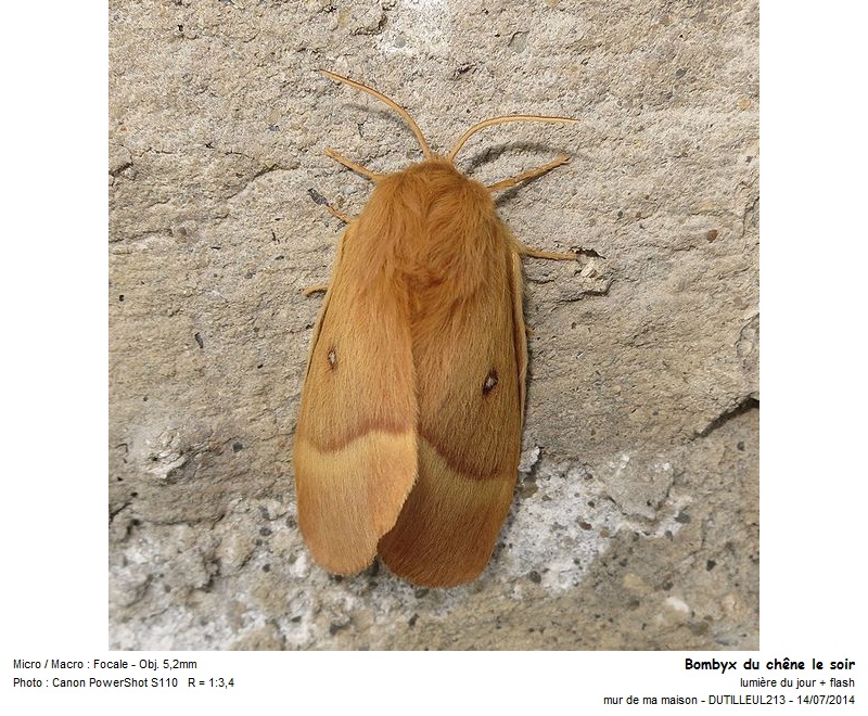 Lasiocampa Quercus - Bombyx du chêne #38218