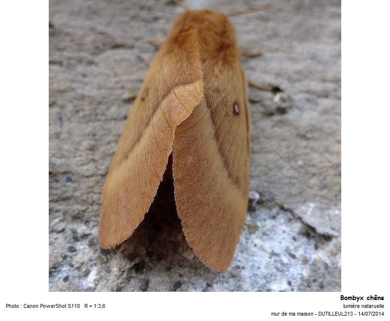Lasiocampa Quercus - Bombyx du chêne #38216
