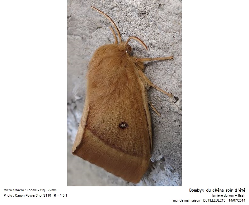 Lasiocampa Quercus - Bombyx du chêne #38217