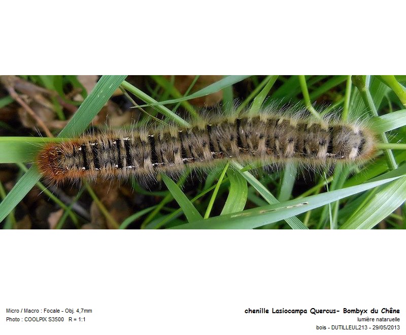 Lasiocampa Quercus - Bombyx du chêne #38219