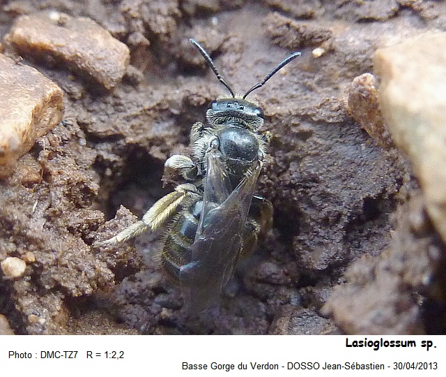 Lasioglossum sp. #32770