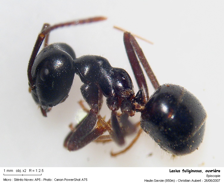 Lasius fuliginosus Latreille, 1798 #169