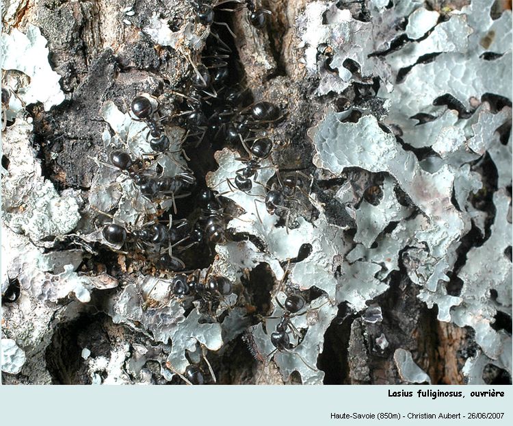 Lasius fuliginosus Latreille, 1798 #166