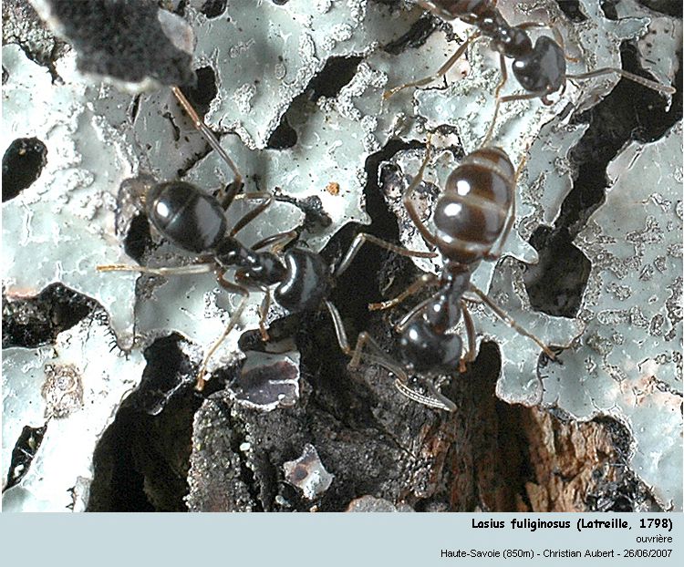 Lasius fuliginosus Latreille, 1798 #168