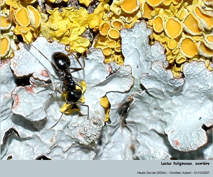 Lasius fuliginosus Latreille, 1798 #167