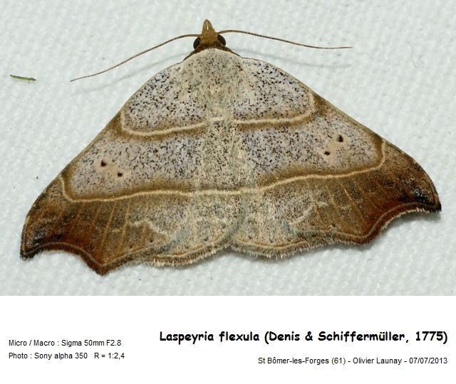 Laspeyria flexula (Denis & Schiffermüller, 1775)- Le Crochet #43687