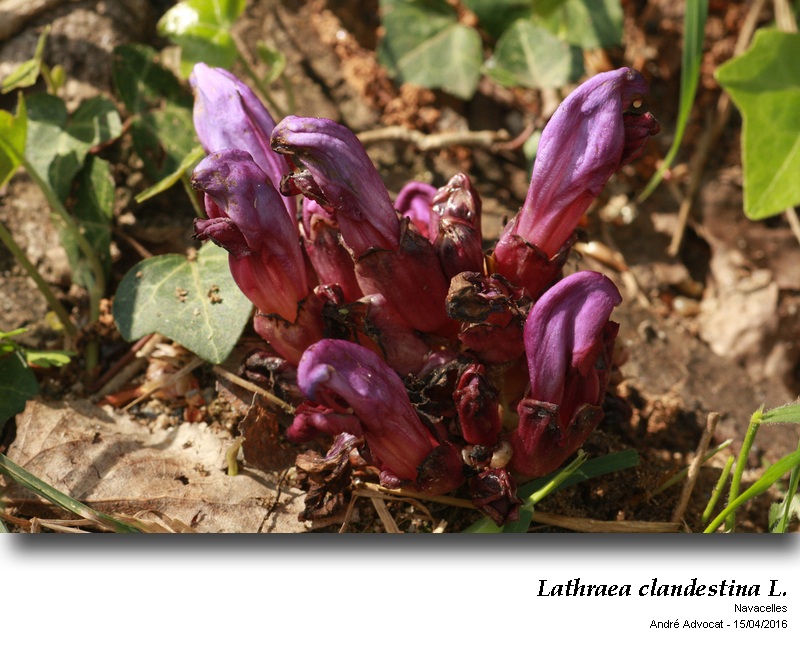 Lathraea clandestina L. #44757