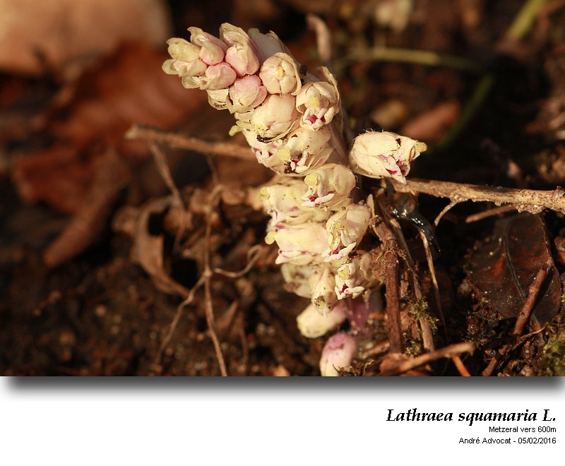 Lathraea squamaria L. #44391