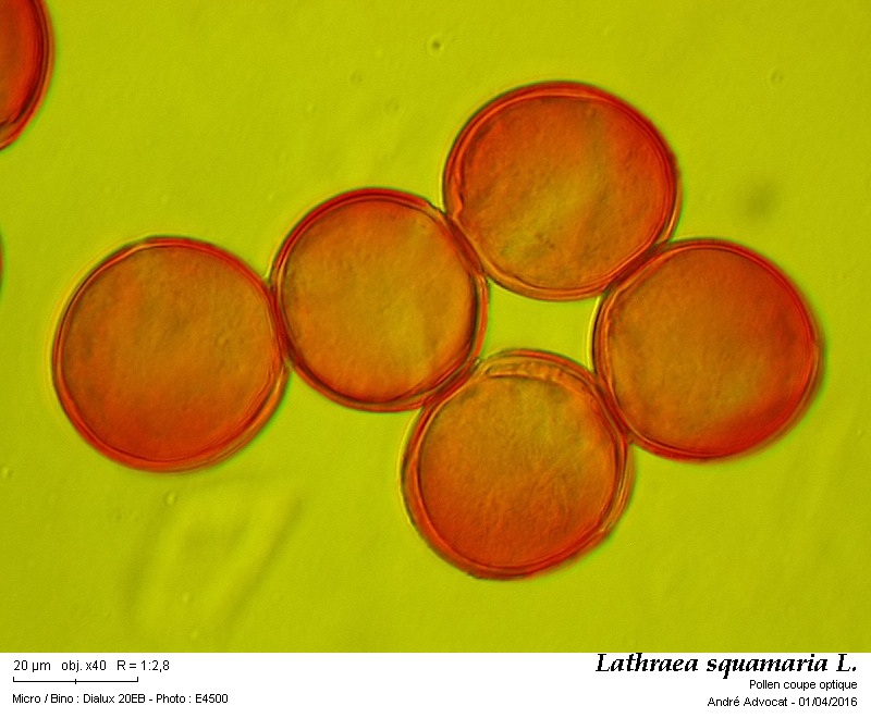 Lathraea squamaria L. #44393