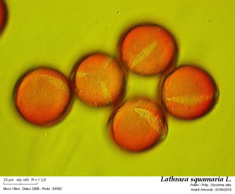 Lathraea squamaria L. #44392