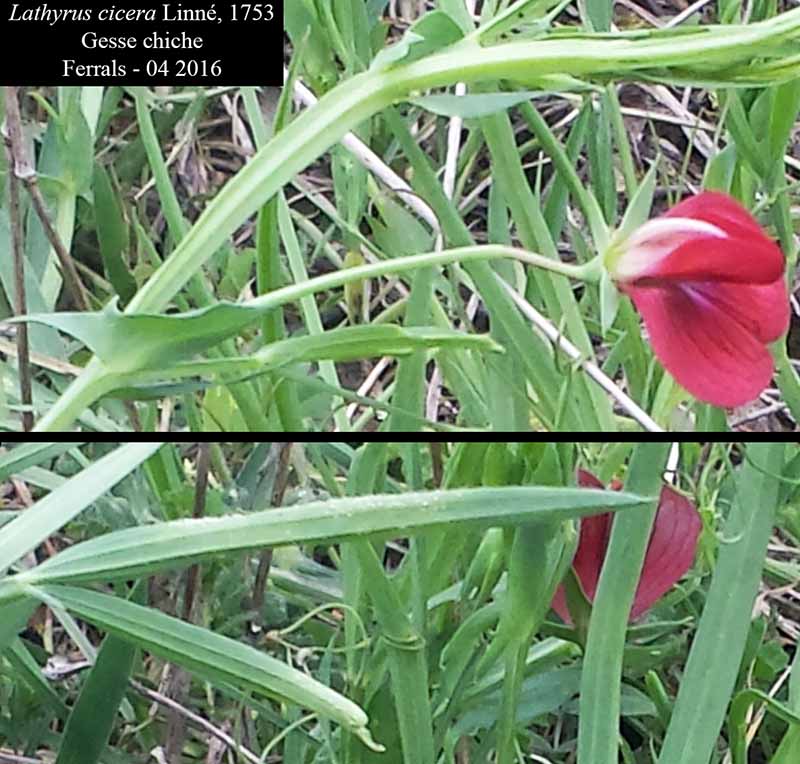 Lathyrus cicera (Gesse chiche) #44706