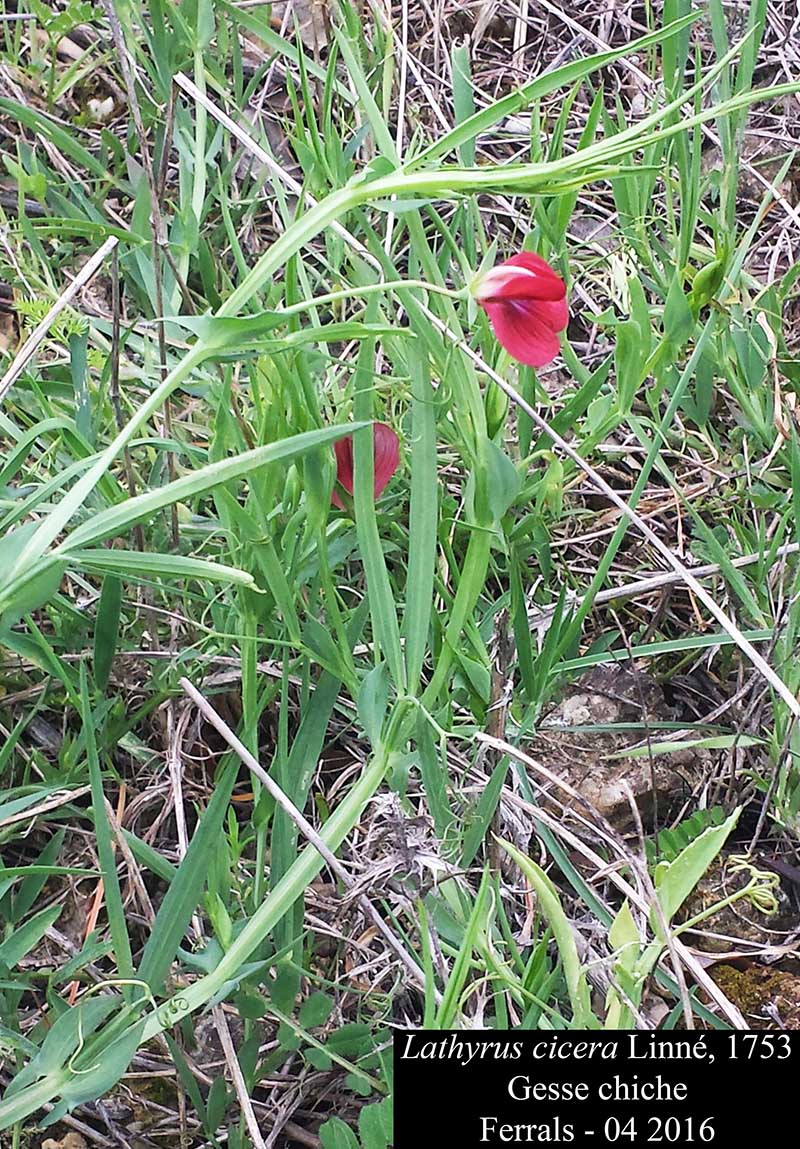 Lathyrus cicera (Gesse chiche) #44705